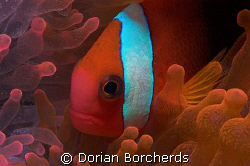 Black and Red Anemone Fish in Orange/Pink Anemones. by Dorian Borcherds 